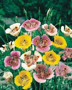 růžový Sego Lilie, Tolmie Hvězda Tulipán, Chlupaté Kočička Uši Zahradní květiny fotografie