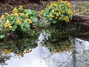黄 驴蹄草，kingcup 园林花卉 照片