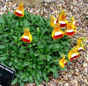 foto oranžs  Lady Tupele, Tupele Ziedu, Slipperwort, Uzziņu Augs, Maisiņš Zieds