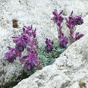 fotografija vijolična Cvet Saxifraga