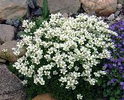 weiß Saxifraga Garten Blumen foto