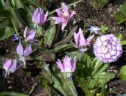 šeřík Kolouch Lilie Zahradní květiny fotografie