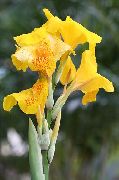 photo yellow Flower Canna Lily, Indian shot plant