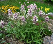 liliowy Kastilleya Kwiaty ogrodowe zdjęcie