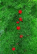 fénykép piros Virág Bíboros Törtető, Ciprus Szőlő, Indiai Pink