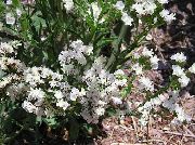 valkoinen Carolina Ikiviuhkoa Puutarhan Kukat kuva