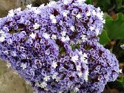 light blue Carolina Sea Lavender Garden Flowers photo