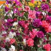 roșu Clarkia, Floare Ghirlanda, Ghirlanda Munte  fotografie