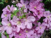 рожевий Клематис Садові Квіти фото