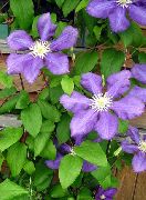 紫丁香 铁线莲 园林花卉 照片