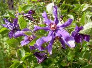 foto purpurs Zieds Clematis