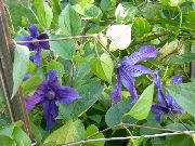 ლურჯი Clematis ბაღის ყვავილები ფოტო