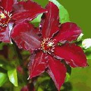 photo red Flower Clematis