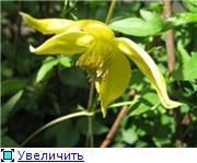 sárga Klemátisz Kerti Virágok fénykép