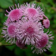 kuva vaaleanpunainen  Hammaslankaa Kukka