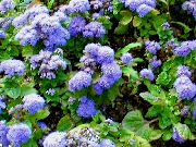 světle modrá Floss Květina  fotografie