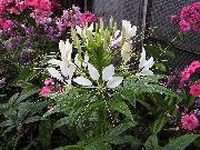 bijela Pauk Cvijet, Pauk Nogu, Djeda Brkovi  foto