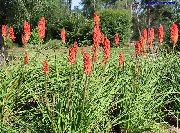 červená Red Hot Poker, Pochodeň Lilie, Tritoma Zahradní květiny fotografie