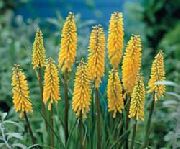 yellow Red hot poker, Torch Lily, Tritoma Garden Flowers photo