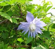 blau Atragene, Kleinblumige Clematis Garten Blumen foto