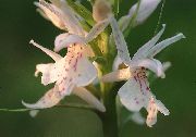 bianco Orchidea Fragrante, Gymnadenia Zanzara Fiori del giardino foto