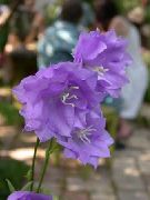syrin Campanula, Bellflower Hage Blomster bilde