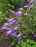 lilla Campanula, Bellflower Hage Blomster bilde