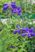 azul Campanilla Flores del Jardín foto