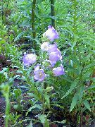 блакитний Дзвіночок Середньорослий Садові Квіти фото