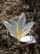 biela False Jeseň Šafran, Efektné Colchicum, Nahé Dámy, Lúka Šafran Záhradné Kvety fotografie