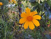 橙 枪叶金鸡菊，蜱种波斯菊 园林花卉 照片