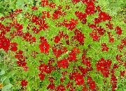 czerwony Roczny Coreopsis Kwiaty ogrodowe zdjęcie