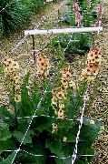      () ,    Verbascum x hybridum.