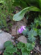 fotografie Cortusa, Alpine Zvonky Květina