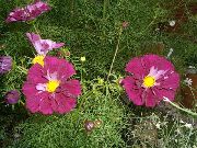 შინდისფერი კოსმოსში ბაღის ყვავილები ფოტო