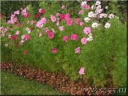 rózsaszín Világegyetem Kerti Virágok fénykép