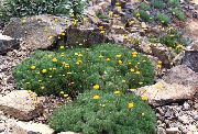 žuti Cotula Vrt Cvijeće foto