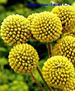 photo Billy buttons Flower