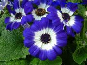 синій Крестовник Однорічний (Цинерарія) Садові Квіти фото