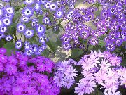 紫丁香 花店的瓜叶菊  照片