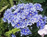 light blue Florist's Cineraria Garden Flowers photo