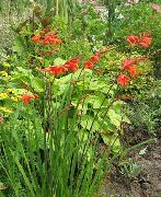 sarkans Crocosmia Dārza Ziedi foto