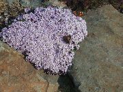 halványlila Stonecress, Aethionema Kerti Virágok fénykép