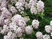 weiß Stonecress, Aethionema Garten Blumen foto