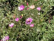 vaaleanpunainen Ikuinen, Immortelle, Strawflower, Paperi- Päivänkakkara, Ikuinen Päivänkakkara Puutarhan Kukat kuva