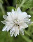 fehér Örök, Szalmavirág, Strawflower, Papír Százszorszép, Örök Százszorszép  fénykép