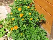 помаранчевий Купальниця Садові Квіти фото