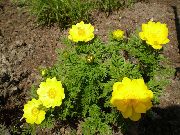 žuti Adonis Sibirica Vrt Cvijeće foto