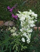 bianco Meadowsweet, Dropwort Fiori del giardino foto