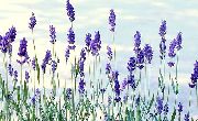 blue Lavender Garden Flowers photo